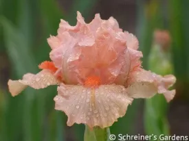 Portland Pink